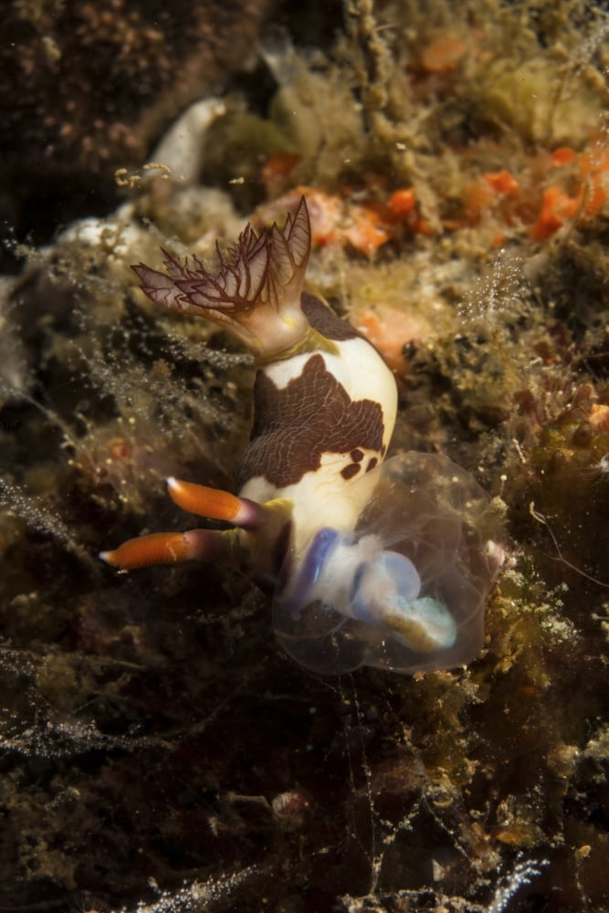 Nembrotha chamberlaini with feeding appendage extended Canvas Art - Mathieu MeurStocktrek Images (23 x 34)