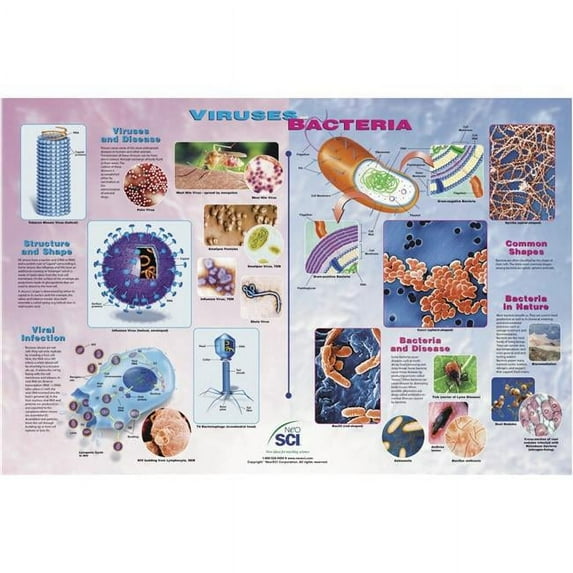 Neo & SCI 35-1051 35 x 23 in. Viruses & Bacteria Laminated Poster