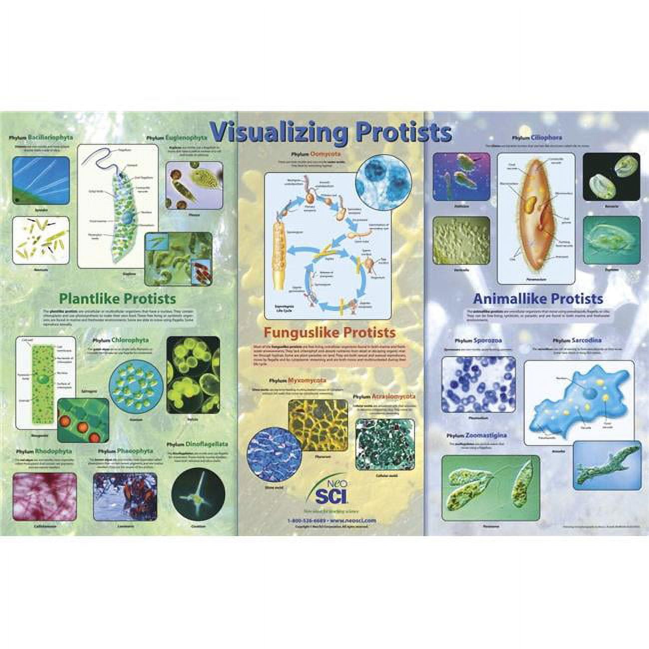 Neo & SCI 35-1071 23 x 35 in. Visualizing Protists Laminated Poster ...