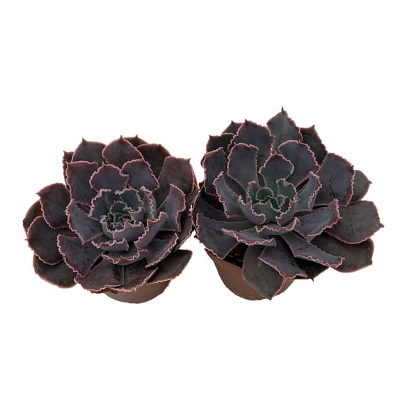 Neon Breakers Desert Rose Succulent - Echeveria - 2 Plants in 2" Pots