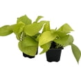 thumbnail image 1 of Neon Devil's Ivy - Pothos - 2 Plants in 2.5" Pots, 1 of 2