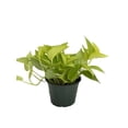 thumbnail image 1 of Neon Devil's Ivy - Pothos - 6" Pot, 1 of 2