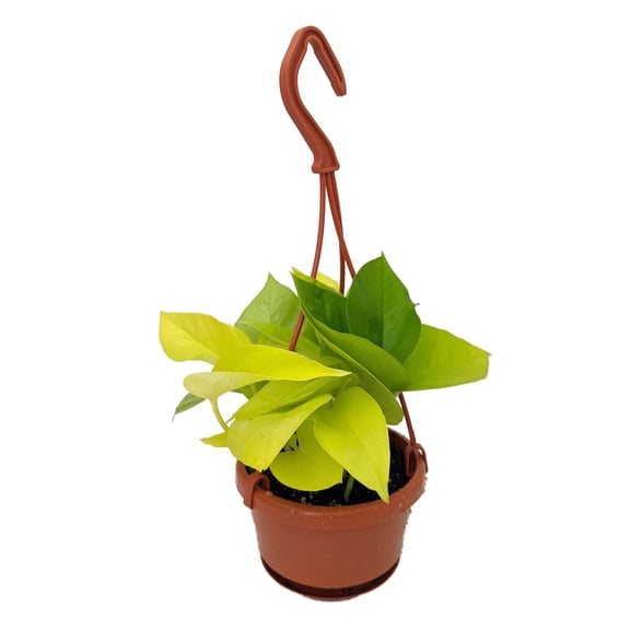 Neon Devil's Ivy - Pothos - Epipremnum - 4" Mini Hanging Basket