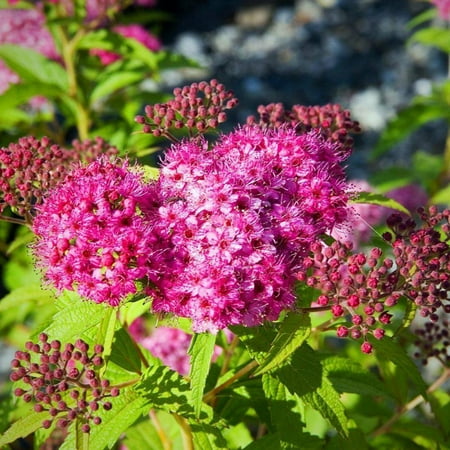 Neon Flash Spirea - Spiraea japonica 'Neon Flash'
