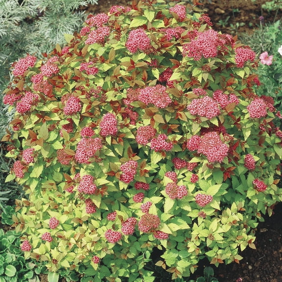 Neon Flash Spirea Deciduous Flowering Shrub, grown in a 2.50 quart pot (1-Pack)
