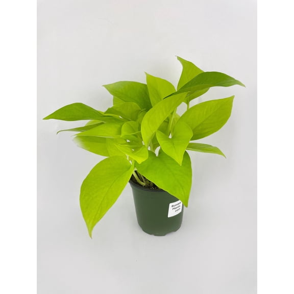 Neon Lemon Lime Pothos Live Mature Full Houseplant in Nursery Pot, Easy Low Maintenance Plant by JitoHouse (Bumble Plants)