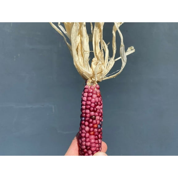 Neon Pink Popcorn Corn Heirloom Premium Seeds Packet