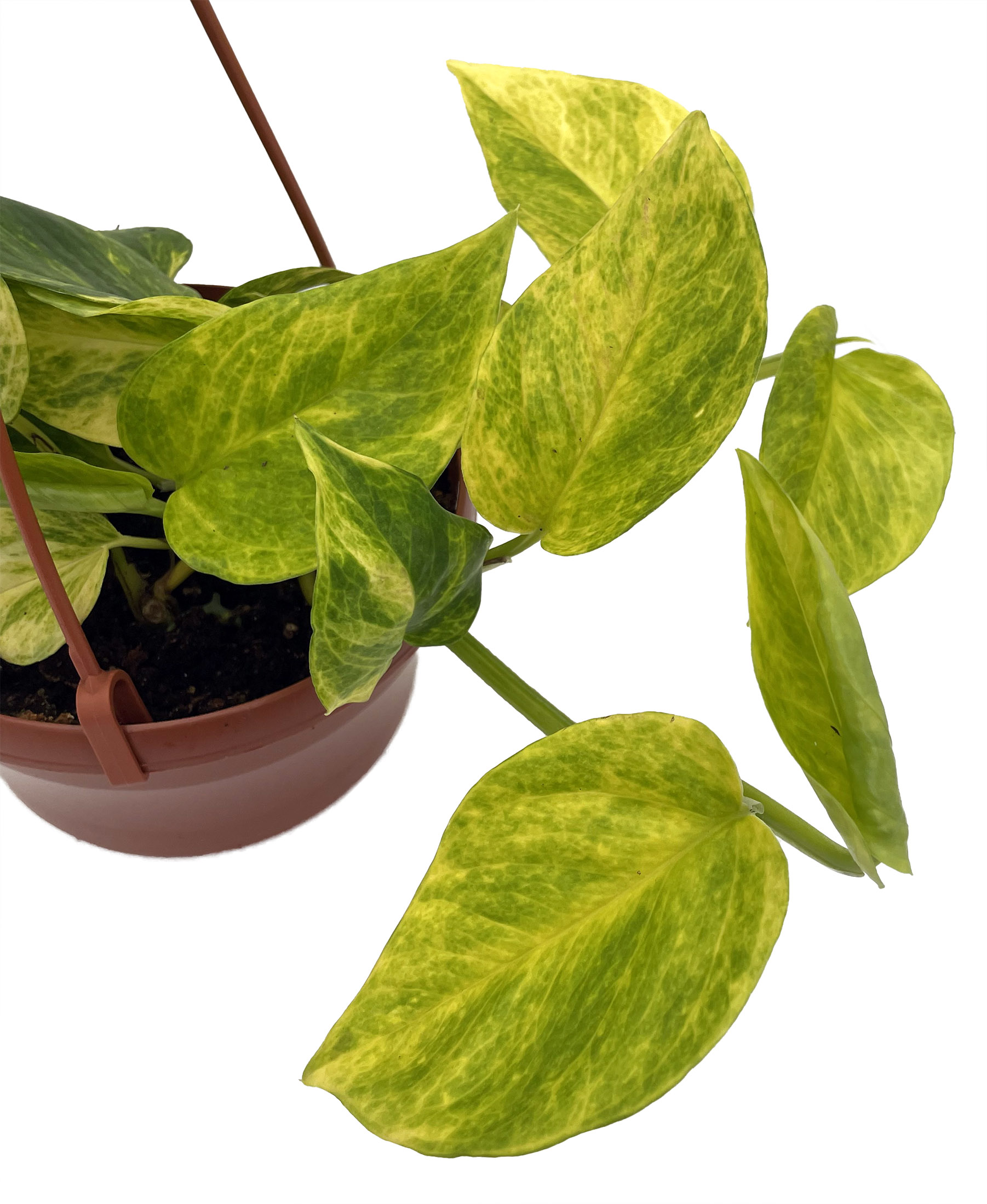 Vibrant Devil's Ivy Pothos In Lush Greenery 57391309 Vector Art At