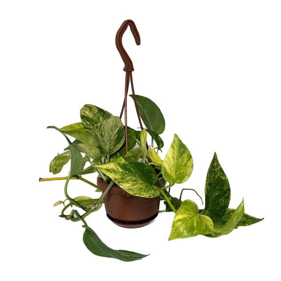 Neon Queen Devil's Ivy - Pothos - Live Plant - 4" Mini Hanging Basket