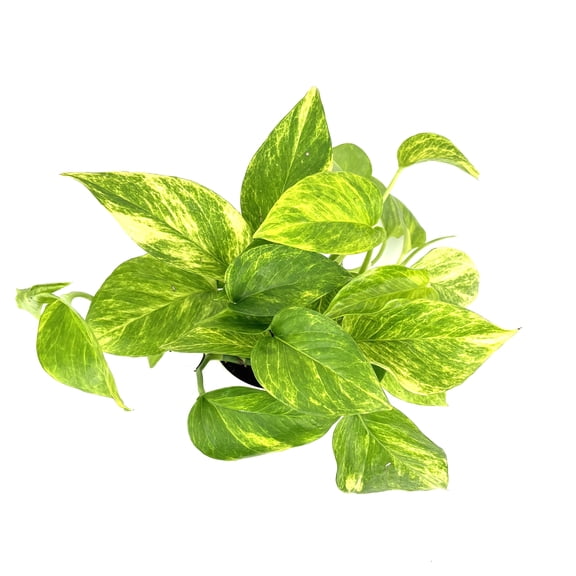 Neon Queen Pothos Epipremnum Aureum Easy Air Purifying House Plants, 4" pot