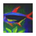 thumbnail image 1 of Neon Tetra Fauvism - Canvas, 1 of 25