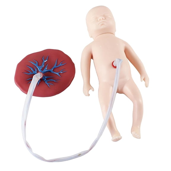 Neonatal Umbilical Cord Placenta Model Baby Manikin with Umbilical Cord and Placenta, for Obstetrics and Gynecology Teaching Tool