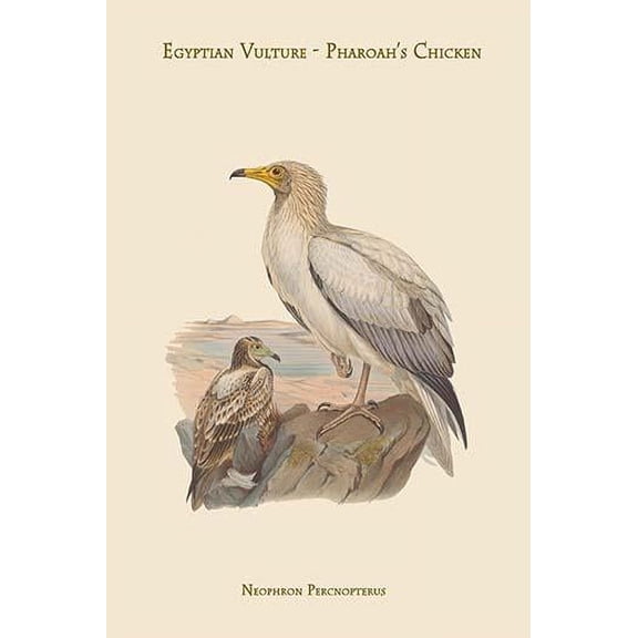 Neophron Percnopterus - Egyptian Vulture - Pharoah's Chicken --Fine Art Canvas Print (20" x 30")