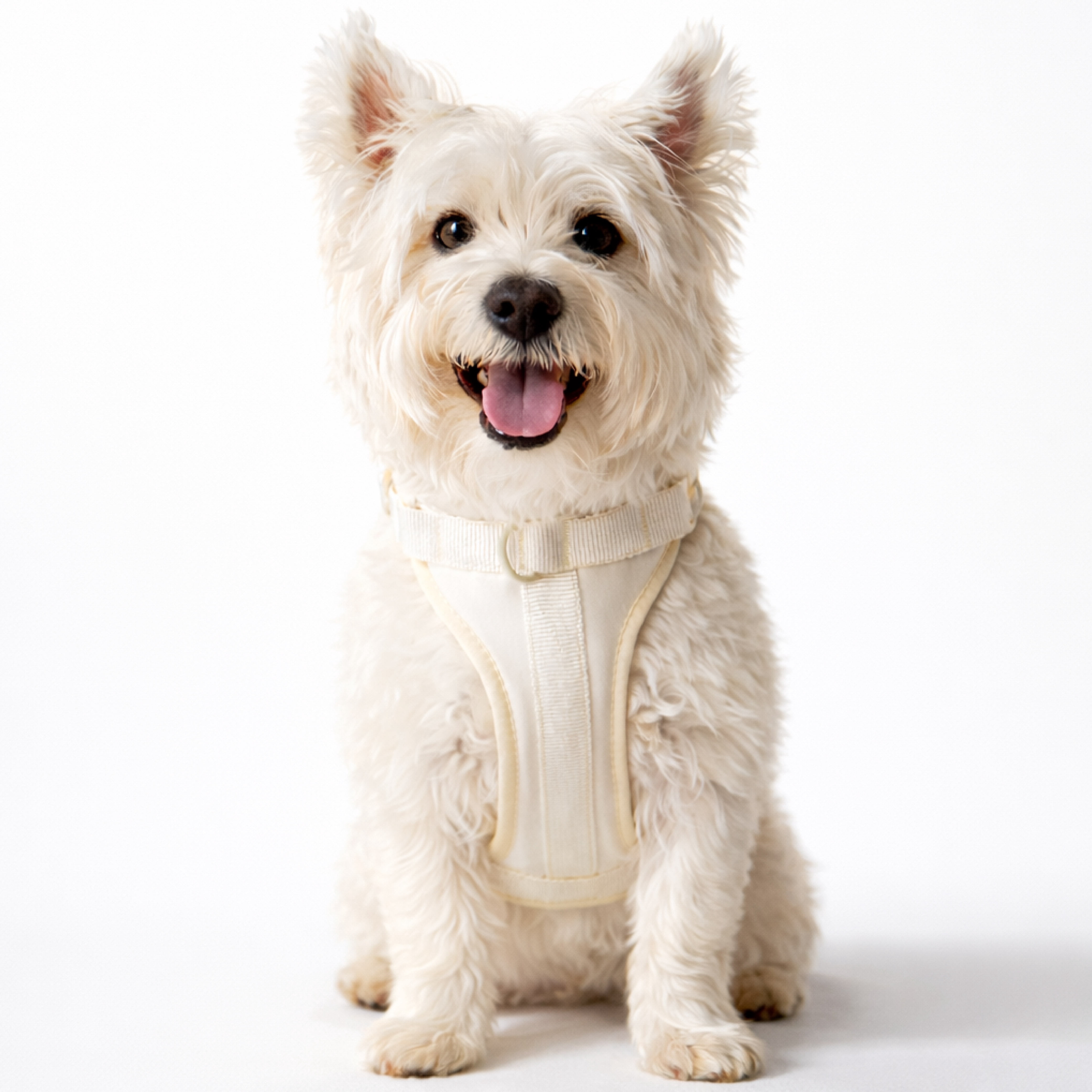 Martha Stewart Neoprene Padded Harness - Cream, Small