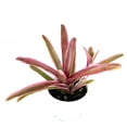 thumbnail image 1 of Neoregelia Donger Live Houseplant, 4" Pot, 1 of 2