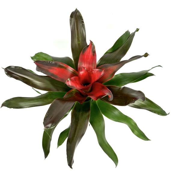 Neoregelia Medusa Large Bromeliads House Plants, 6" Pot