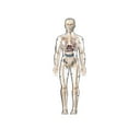 thumbnail image 1 of Neorosiri Human Anatomy Model Toy for Kids - Educational Puzzle for Body Parts and Organs Assembly - Durable PVC Skeleton Construction Tool for Science Learning, 1 of 5