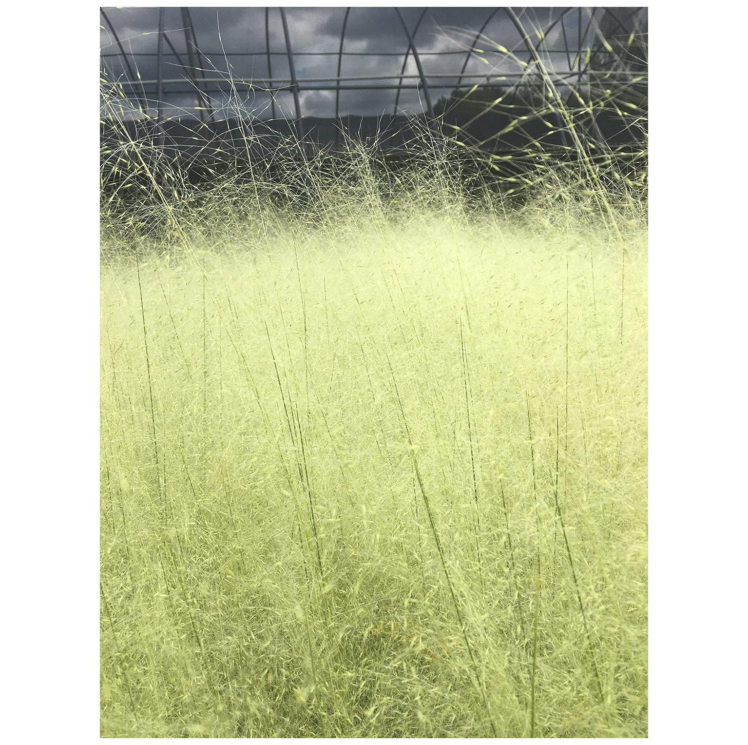 NeosKon 3 White Cloud Muhly Grass in 2.25 Inch Containers (3 Pots of
