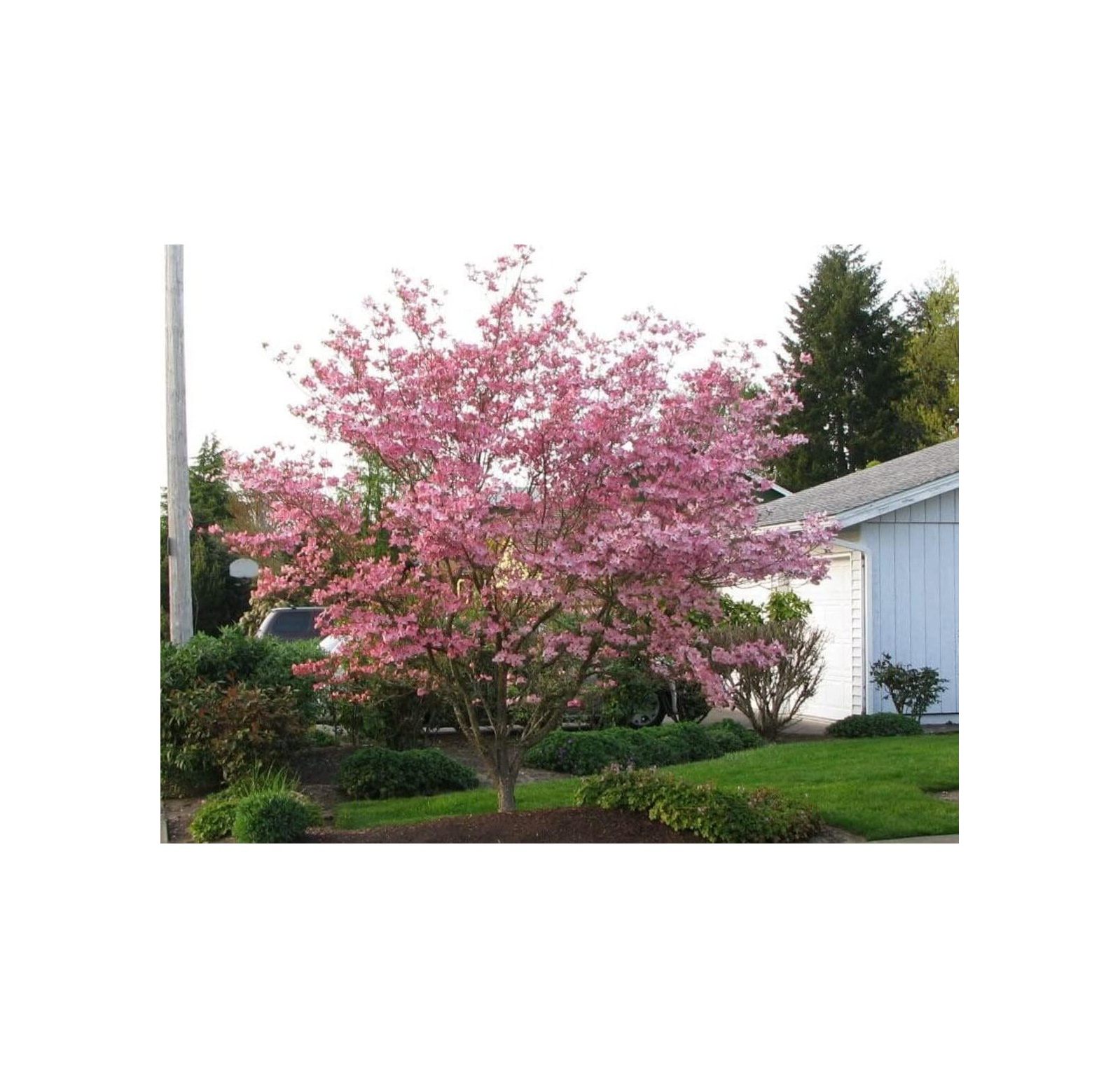 NeosKon Flowering Dogwood Tree Live Plant 1218'' Tall Seedling 2