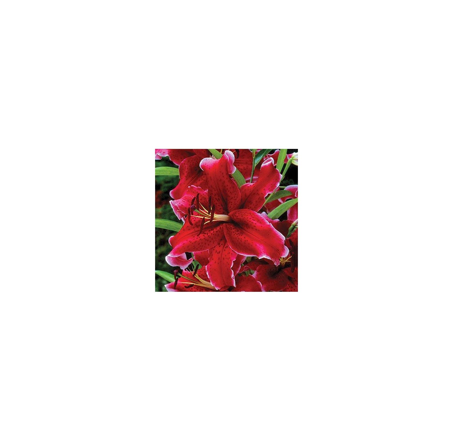 NeosKon Oriental Lily 'Rio Negro' Red (3 Pack) Gardening Plant Bulbs