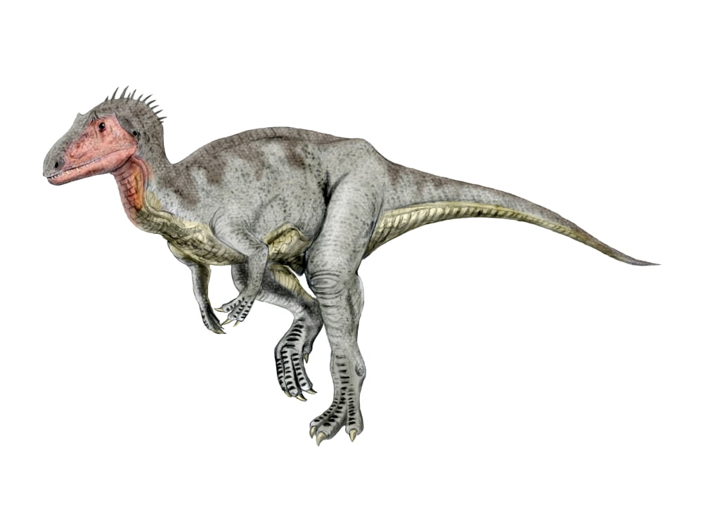 Neovenator dinosaur Canvas Art - Nobumichi TamuraStocktrek Images (17 x 13)