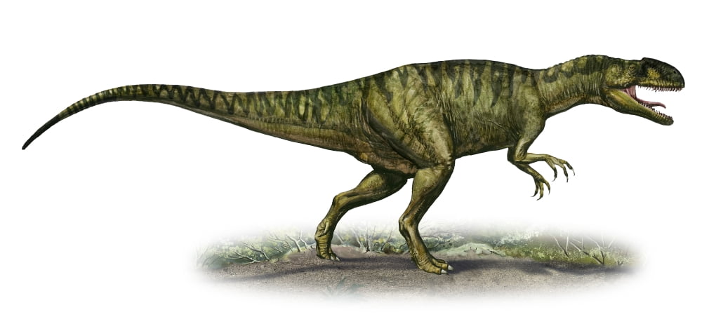 Neovenator salerii a prehistoric era dinosaur Canvas Art - Sergey KrasovskiyStocktrek Images (42 x 20)