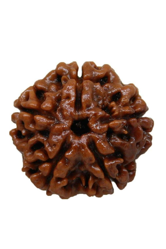 Nepali 5 Mukhi Rudraksha Bead Necklace Chain (Round, Colour : Brown, Adult, Unisex)