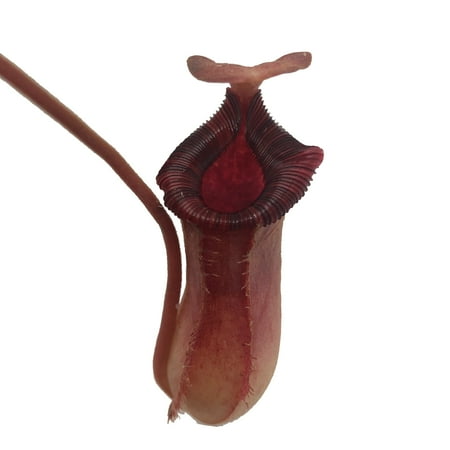 Nepenthes 'Briggsiana' Carnivorous Pitcher Plant 2” Pot