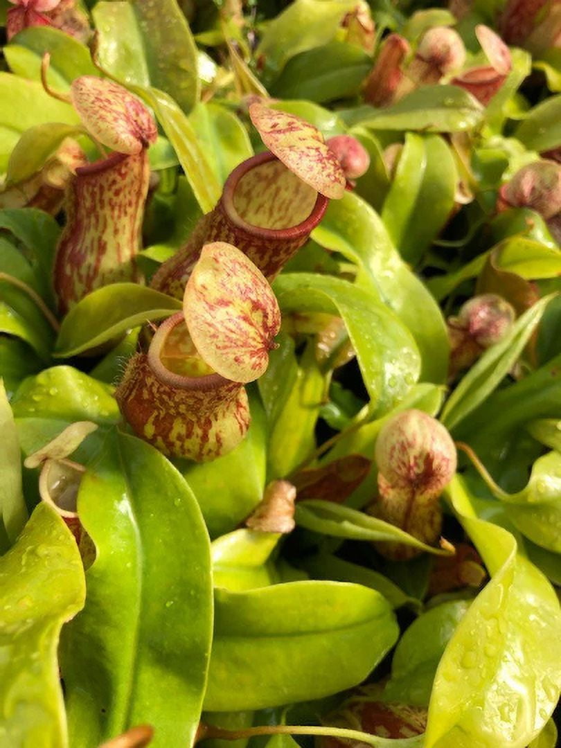 Nepenthes x St. Gaya Pitcher Carnivorous Plants in Separate 2.5 inch
