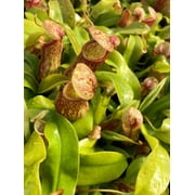 Nepenthes x St. نباتات غايا بيتشر آكلة اللحوم في حاويات منفصلة 2.5 بوصة - حضانة Daylily مصنع واحد