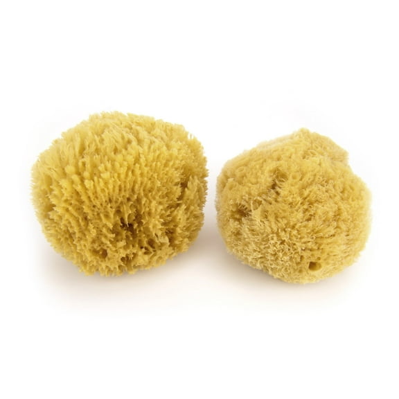Neptune Caribbean Sea Sponge 2 Pack, Large, Hand Cut, Approx. 6-7 inches