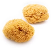 BNPT-211 | Neptune Caribbean Sea Sponge 2pc Kit, Medium, Approx. 8-9 inches