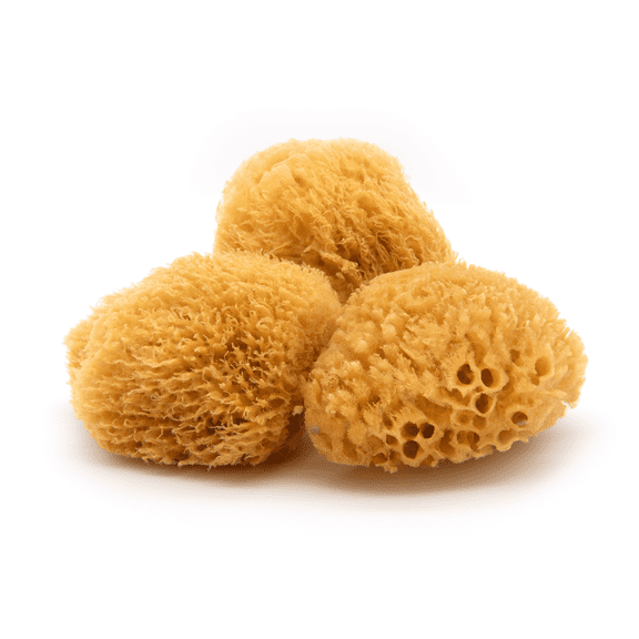 Neptune Caribbean Sea Sponge 3 Pack, Small (Approx. 4-5 Inch), Hand Processed, Natural & Eco-Friendly Bath Sponge