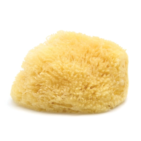 Neptune Caribbean Sea Sponge, Extra Large (Approx. 7-8 inch), Hand Processed, Natural & Eco-Friendly Bath Sponge