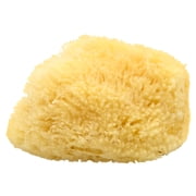 Neptune Caribbean Sea Sponge, Large Approx. 6-7 inch, Hand Processed, Natural & Eco-Friendly Bath Sponge