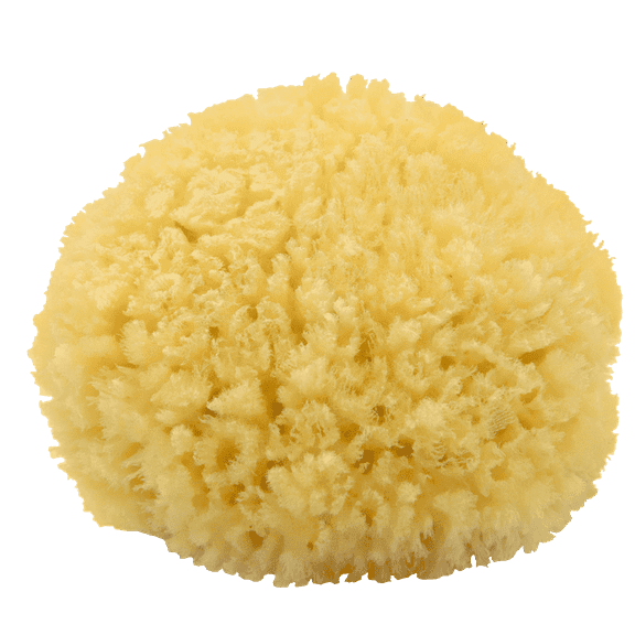 Neptune Caribbean Sea Sponge, Medium, Hand Cut, Approx. 5-6 inches