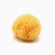 Neptune Caribbean Sea Sponge, Small Approx. 4 5 Inch, Hand Processed, Natural & Eco-Friendly Bath Sponge