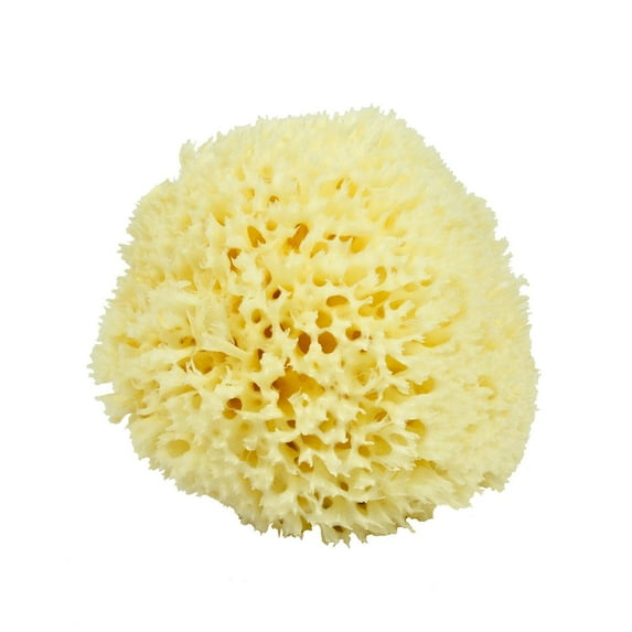 Neptune Sea Wool Sponge, Medium, Hand Cut, Approx. 5-6 Inches