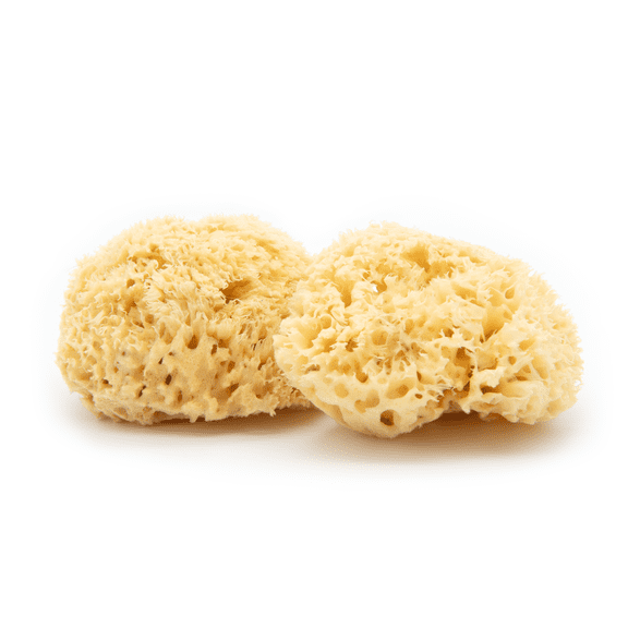 Neptune Sea Wool Sponge 2pc Set, Approx. 5"