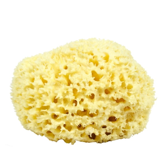 Neptune Sea Wool Sponge, Large, Hand Cut, Approx. 6-7 inches