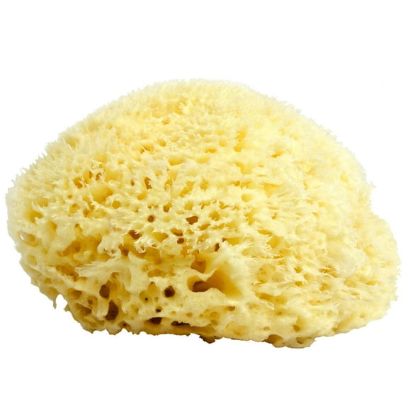 Neptune Sea Wool Sponge, Small, Hand Cut, Approx. 4-5 Inches
