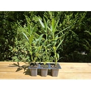 Nerium Red Oleander, 3 Live Plants, Jannoch Oleander, 2.5" Nursery Cubes