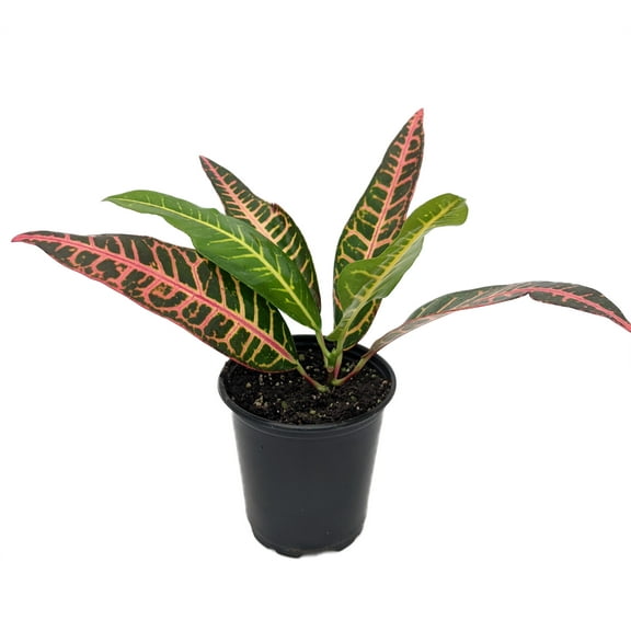 Nervia Croton - 3.5" Pot - Colorful House Plant