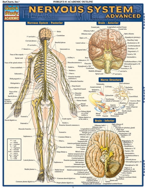 Nervous System Advanced (Other) - Walmart.com