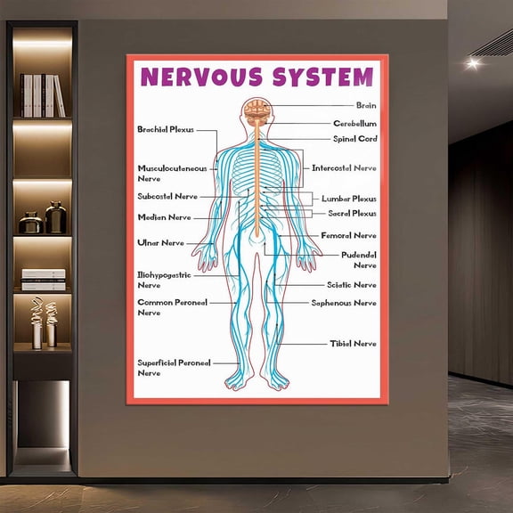 Nervous System Anatomy Wall Art Print, Unframed Paper Poster 8x10in