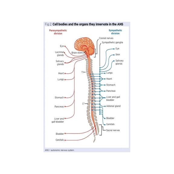 Nervous System Poster Anatomy Chart Spinal Cord Vagus Nerve Study Aid for Medical Students Classroom Office Decor