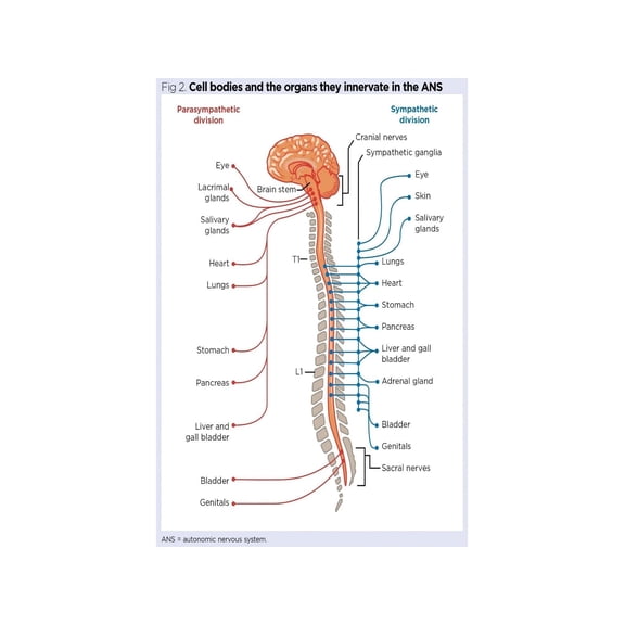 Nervous System Poster Anatomy Chart Spinal Cord Vagus Nerve Study Aid for Medical Students Classroom Office Decor