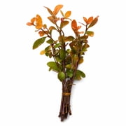 Nesaea Pedicellata (Golden) Bunch Live Aquarium Plants BUY2 GET1 FREE