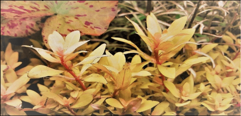 Nesaea Pedicellata ‘Golden’ Live Aquarium Plant – Fresh Bunch Aquatic Stem Plant for Planted Fish Tanks