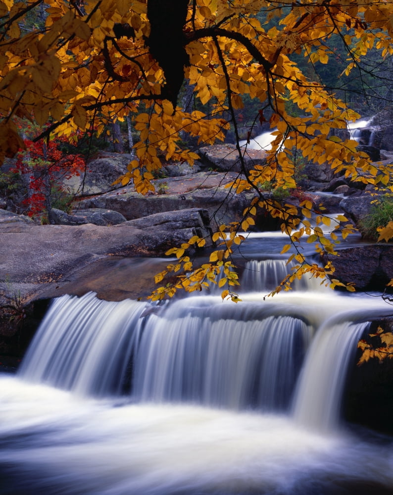 Nesowadnehunk Stream Rapids Autumn Colors Baxter State Park Canvas Art - Natural Selection Robert Cable  Design Pics (13 x 17)
